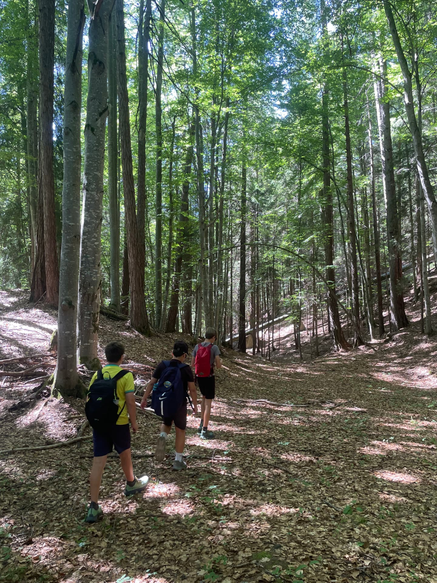 Kids trekking in the forest Cortina